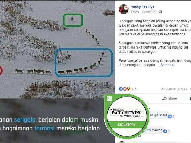 Cek Fakta Benarkah Serigala Yang Berjalan Paling Depan Adalah