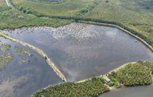 Kurangi Risiko Banjir, Pesisir PIK Ditanami 1.000 Mangrove