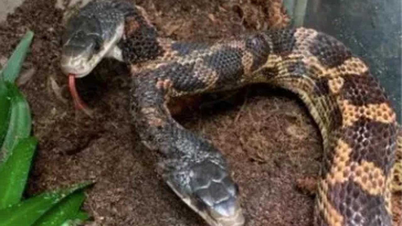 Ular ini juga pernah memiliki luka pada lehernya. Sehingga ia harus dikeluarkan dari pameran di Kebun Binatang.