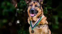 Anjing Pahlawan Perang Dapat Medali Penghargaan