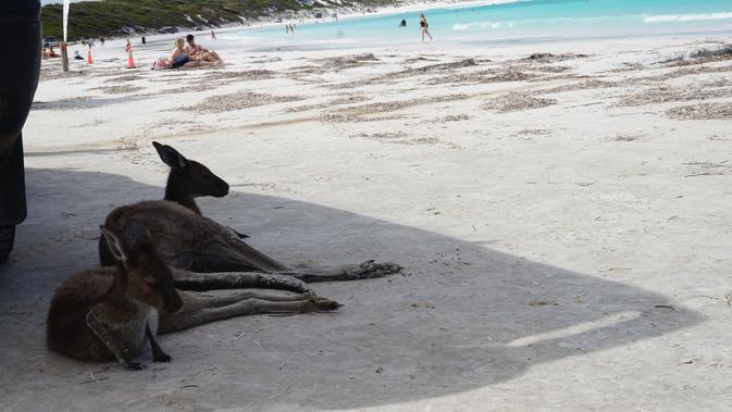 Dua ekor kanguru duduk bersantai di atas pasir putih pantai Lucky Bay, negara bagian Australia Barat (/Happy Ferdian)