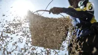Bulog Bangun 13 Pabrik Penggilingan Beras Modern, Bebaskan Petani dari Tengkulak