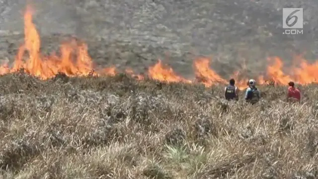 Kebakaran menghanguskan ratusan hektar lahan taman nasional Gunung Bromo. Kebakaran diperparah dengan kencangnya angin di sekitar lokasi kejadian.