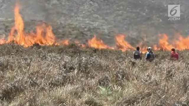 VIDEO: Kronologi Ratusan Hektar Lahan Bromo Terbakar