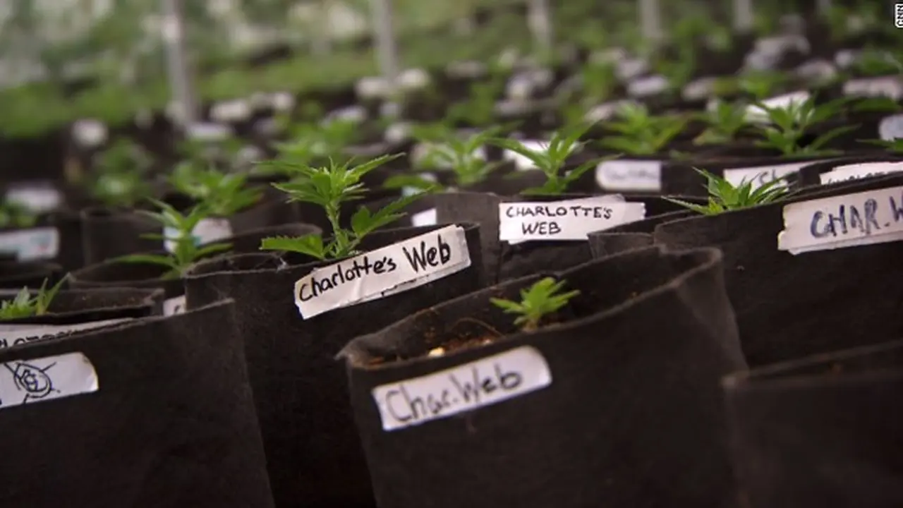 ganja-medis-130814b.jpg