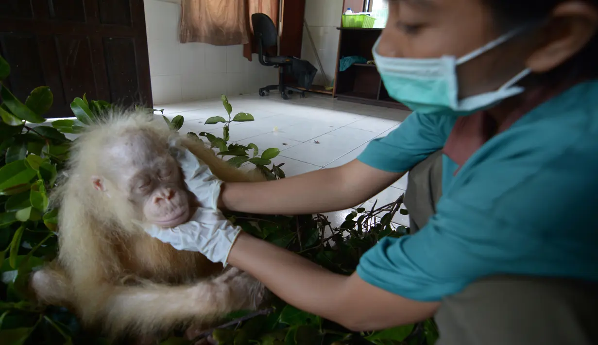 Penjaga memeriksa kondisi orangutan albino di sebuah pusat rehabilitasi di Nyaru Menteng, Kalimantan Tengah, Rabu (3/5). Orangutan ini akan menjadi simbol upaya penyelamatan spesies yang terancam punah. (AP/Indrayana/BOSF)