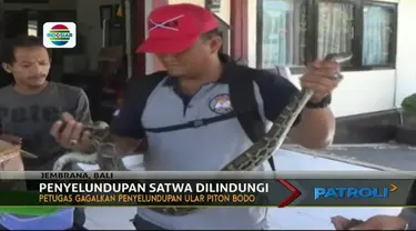 Petugas Polsek kawasan laut Gilimanuk berhasil menggagalkan upaya penyelundupan reptil langka dilindungi.