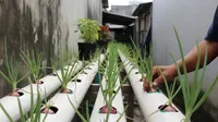 5 Cara Menanam Bawang Merah Metode Hidroponik untuk Pemula di Lahan Sempit