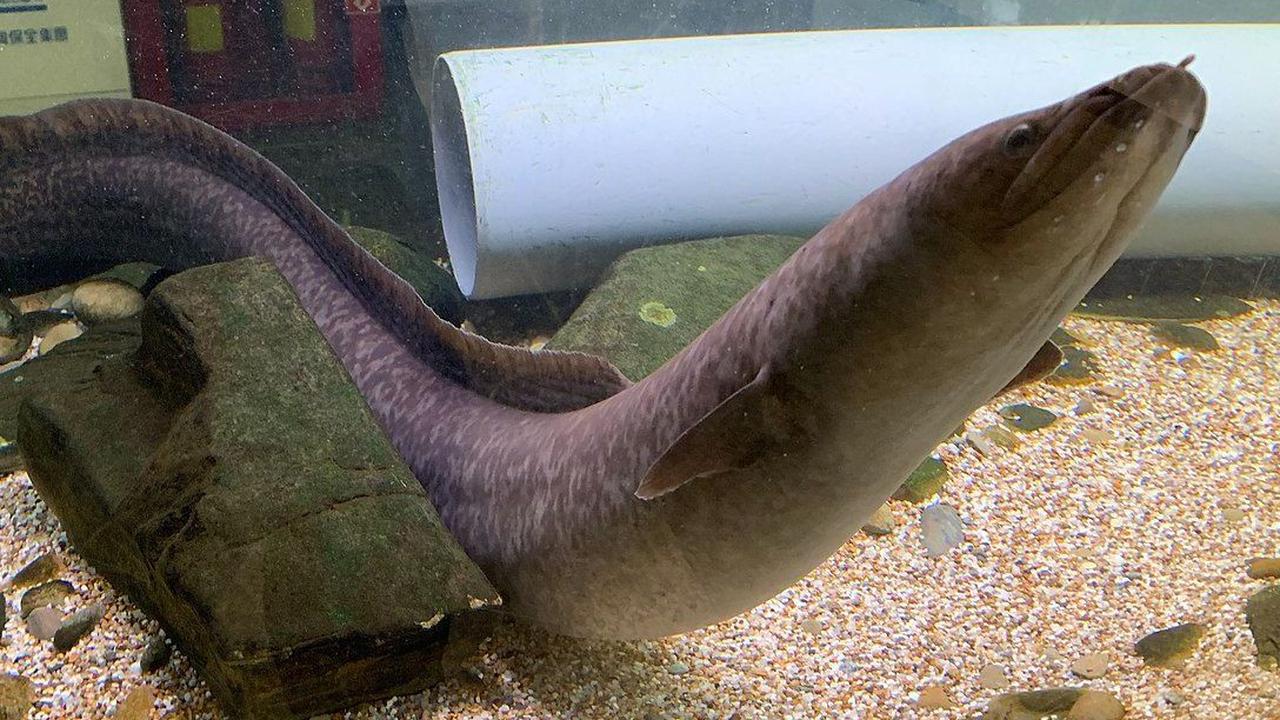 3. Indonesia Punya 8 Spesies Ikan Sidat