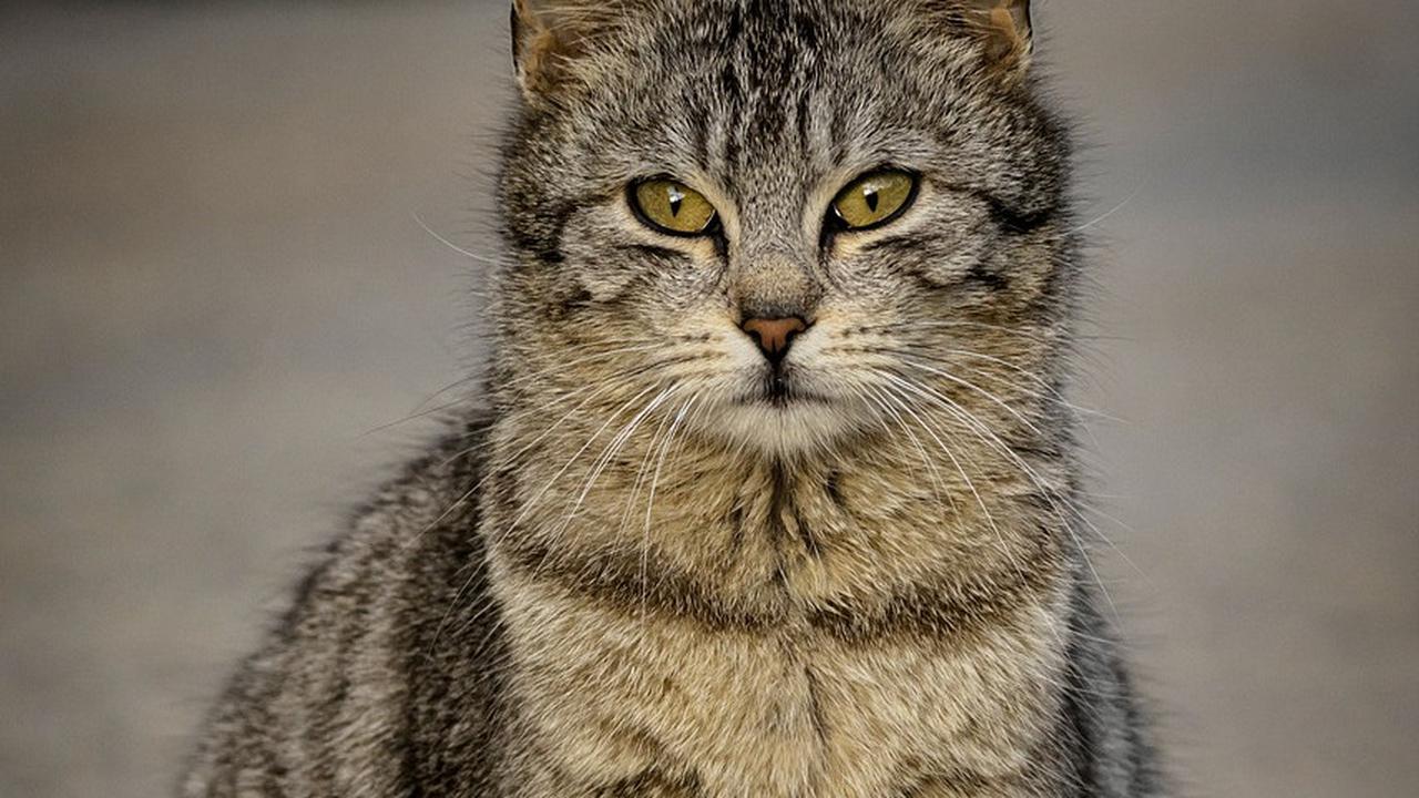 7 Fakta Tentang Kucing yang Jarang Diketahui, Kucing Tertua Hidup 38 Tahun