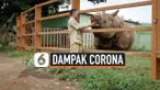THUMBNAIL CORONA