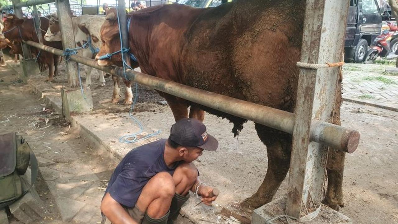 Permintaan Jasa Salon Sapi di Tulungagung Melonjak Jelang Idul Adha 1447 H