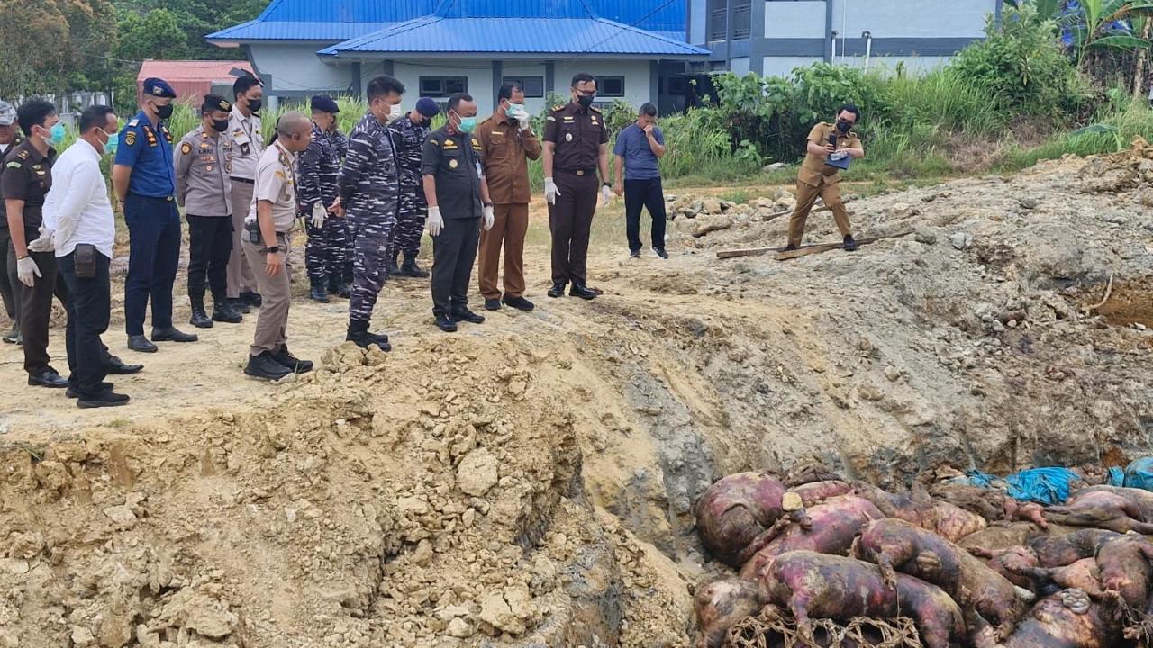 Masuk Tanpa Dokumen Karantina, 227 Ekor Babi Ilegal di Nias Dimusnahkan