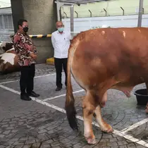 Menteri KKP Sakti Wahyu Trenggono berkurban seekor sapi limosin seberat 1,3 ton dalam Hari Raya Idul Adha. (Foto: Humas KKP)