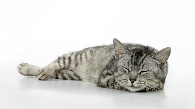 Dari Siaga sampai Santai Maksimal, Yuk Ketahui Suasana Hati Si Kucing dari Posisi Tidur