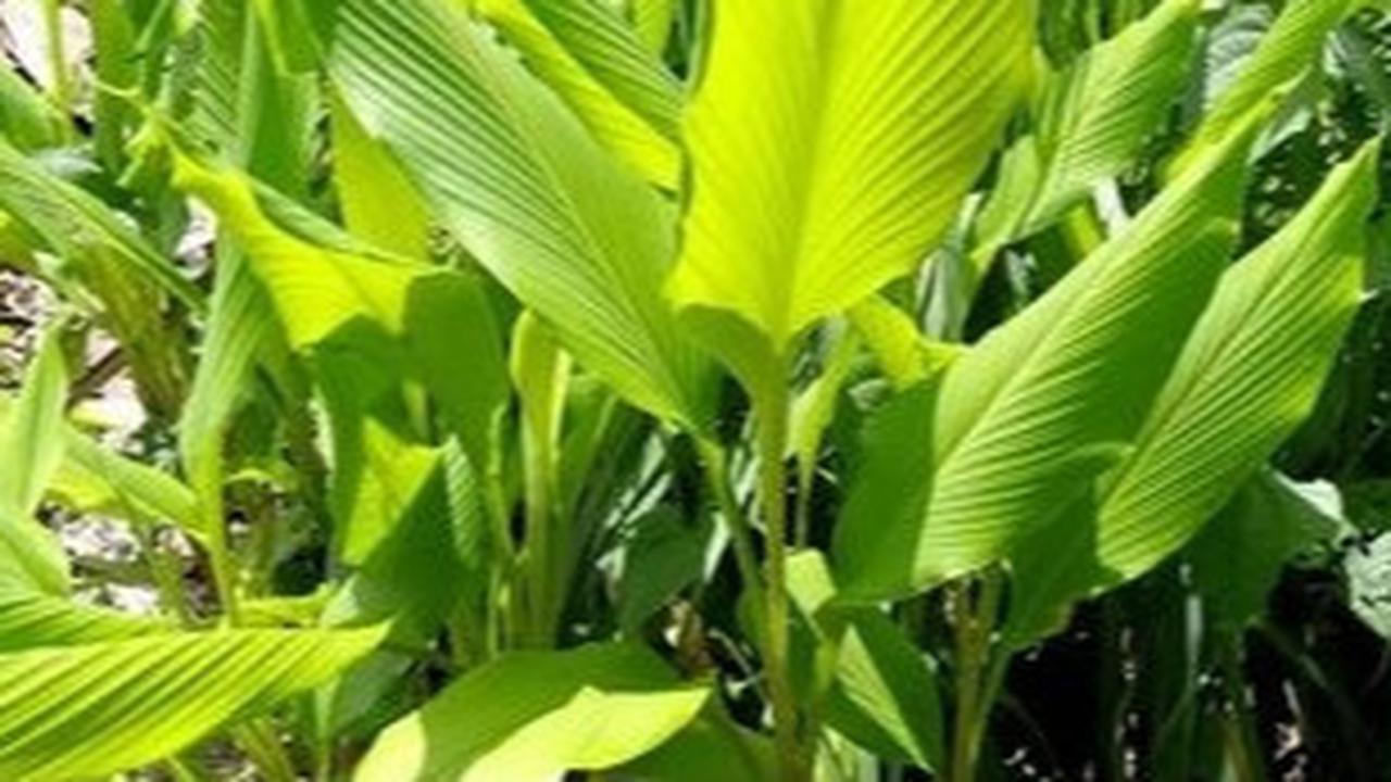 Mengenal Khasiat Daun Kunyit, Alami dan Efektif untuk Kolesterol dan Asam Urat