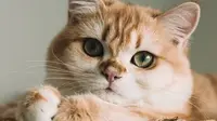 Apa Penyebab Jamur pada Kucing dan Bagaimana Cara Menanganinya dengan Aman?