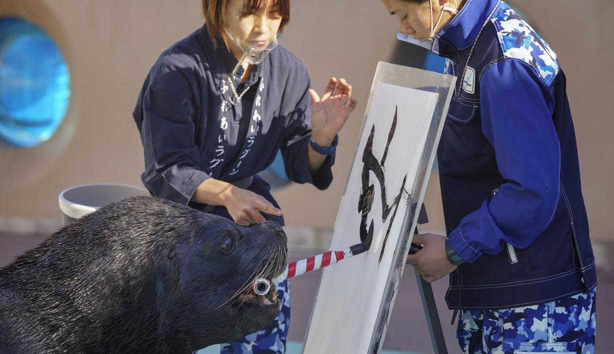 Singa laut Leo menggunakan kuas untuk melukis karakter China "harimau", yang merupakan tanda zodiak China tahun baru yang akan datang, selama pratinjau pers di Hakkeijima Sea Paradise di Yokohama (27/12/2021). (AFP/Kazuhiro Nogi)