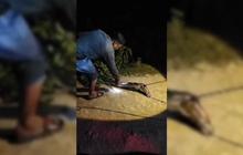 Perempuan di Maros Nyaris Meninggal Usai Dililit Ular Piton 7 Meter