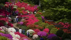 Pengunjung yang mengenakan masker berjalan melalui taman azalea di kuil Shinto, Tokyo pada 21 April 2022. Pada bulan April, saat musim semi mencapai puncaknya, bunga azalea akan memenuhi kompleks kuil. (AP Photo/Kiichiro Sato)