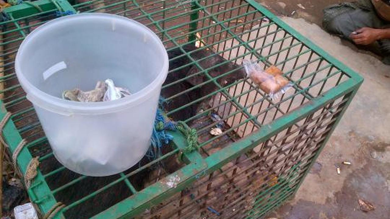 Penasaran, warga ramai-ramai tonton 'babi ngepet'