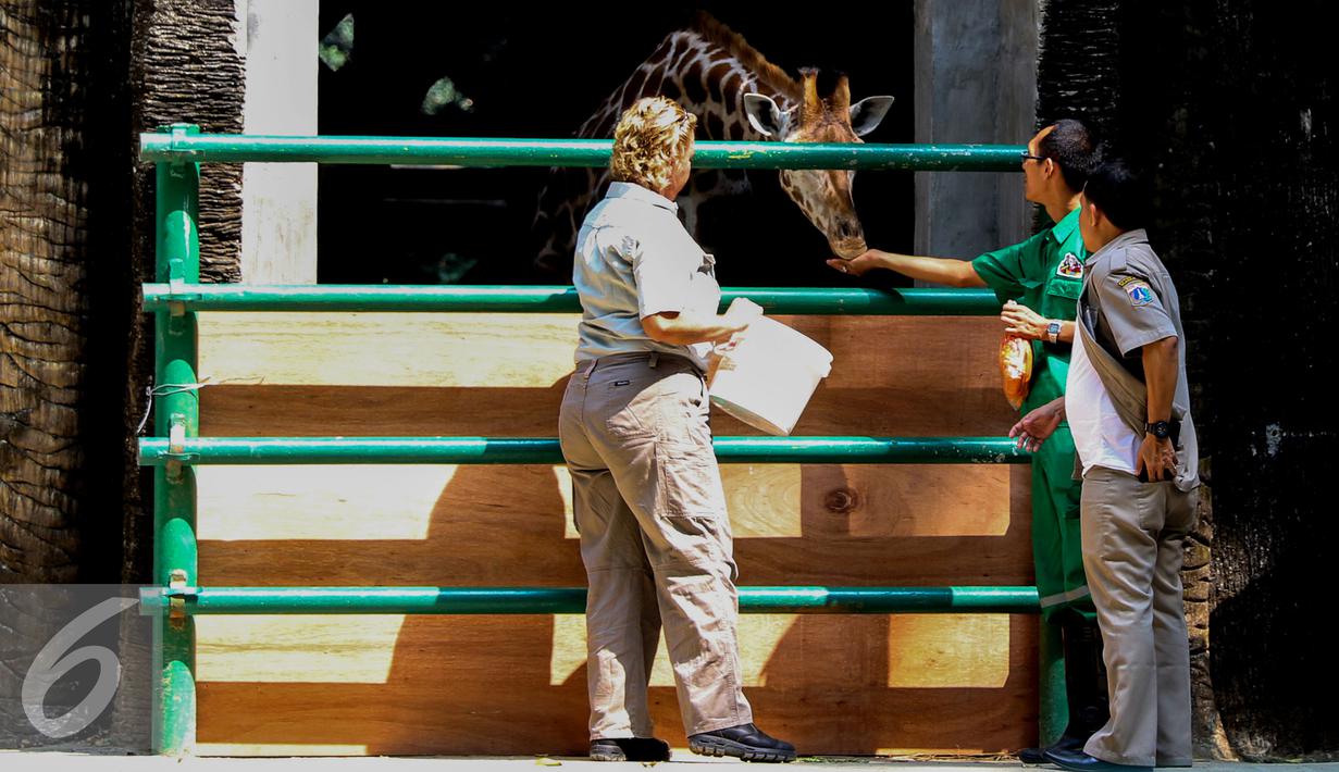 Petugas Taronga Zo dan petugas Ragunan memberikan makan ke dua jerapah baru asal Australia, Jakarta, Selasa (18/8/2015). Ragunan kini memiliki sepasang Jerapah hasil hibah dari Kebun Binatang Taronga Zoo, Sidney, Australia. (Liputan6.com/Yoppy Renato)