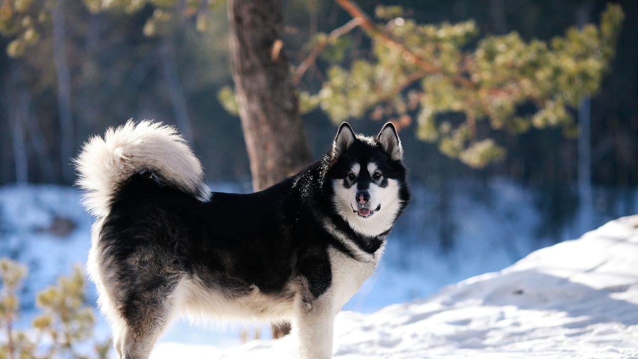 Alaskan Malamute
