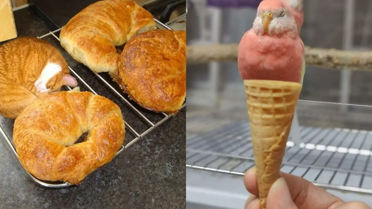 Hewan Mirip Makanan Enak