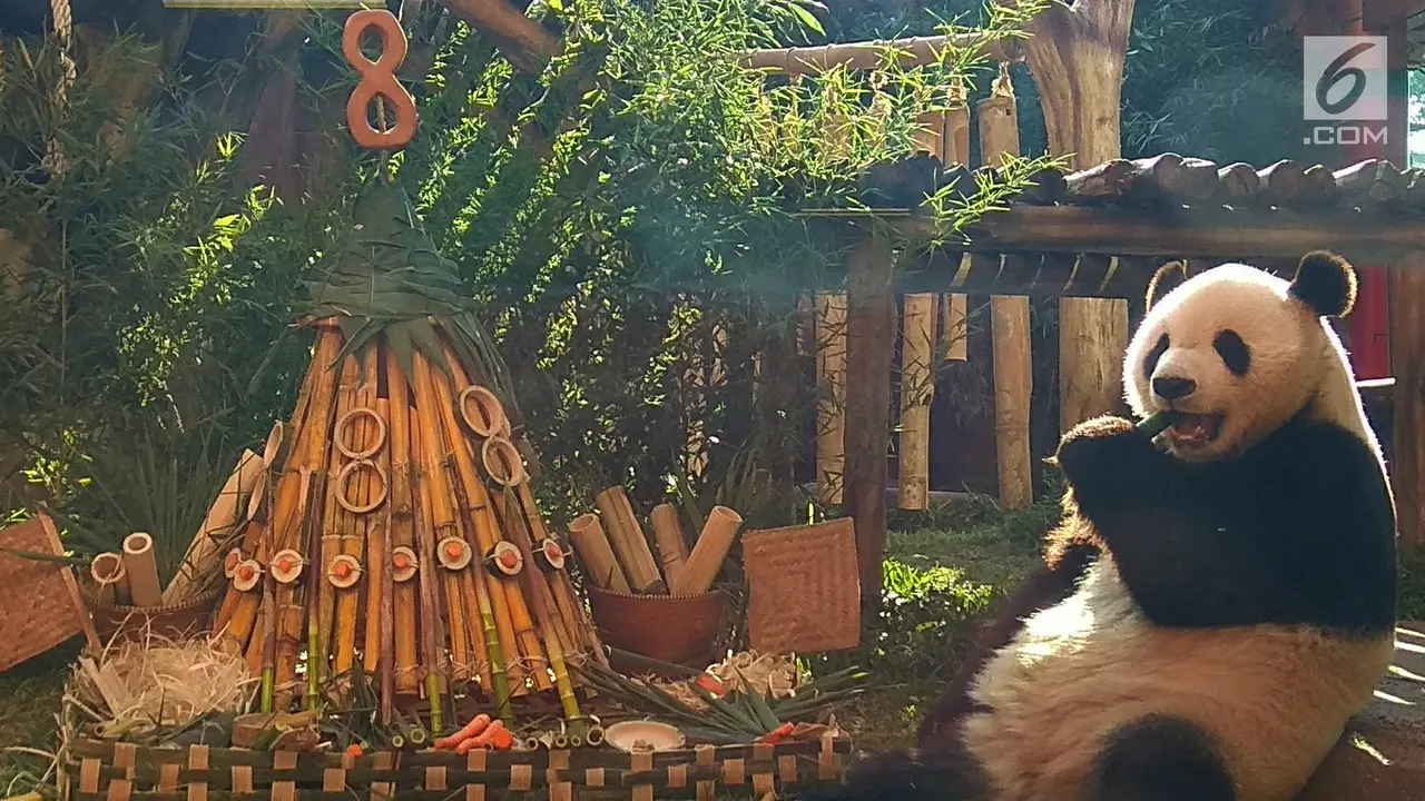 Ulang Tahun ke-8, Panda Cai Tao Dapat Kado Tumpeng Bambu