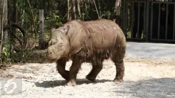 Badak Sumatera jantan bernama Harapan saat berada di dalam kandang Taman Nasional Way Kambas, Lampung, Kamis (5/11). Badak ini sempat dipinjam kebun binatang Cincinnati Zoo Amerika Serikat. (Liputan6.com/Fery Pradolo)