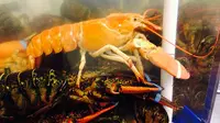 Tak Jadi Dimasak, Lobster Oranye Langka Ini Bisa Hidup hingga 100 Tahun di Akuarium