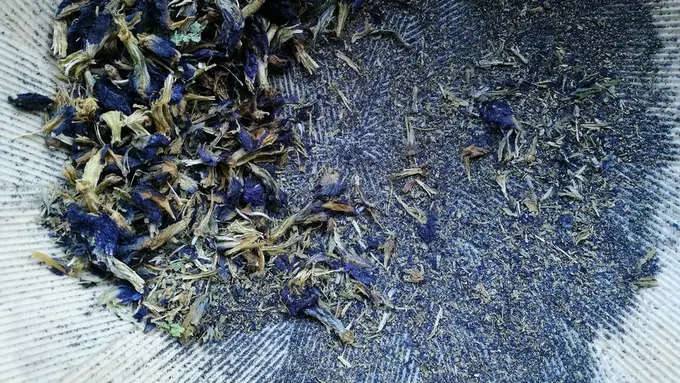 Teh bunga telang, selain memiliki warna yang cantik teh ini juga bermanfaat untuk Kesehatan.