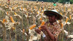 Seorang petani memanen jagung di Tuban, Jawa Timur, Jumat (9/3). Jagung tersebut dihargai Rp 3.000 - Rp 3.200 per kilogram. (Liputan6.com/Angga Yuniar)