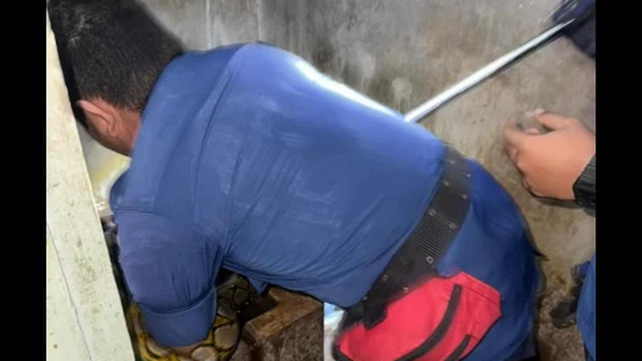 Merinding! Ular Jatuh dari Plafon ke Bak Mandi Warga, Damkar Bagikan 4 Tips Ampuh Cegah Teror Reptil di Rumah