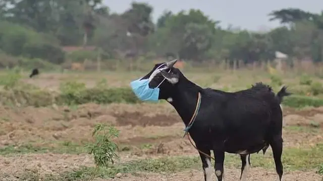9 Aksi Kambing Bertingkah Layaknya Manusia Ini Nyeleneh Banget