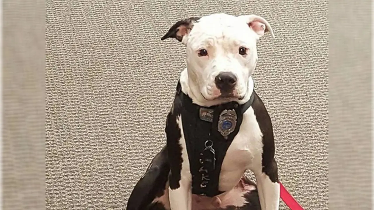 Kisah Anjing Malang yang Jadi Maskot Pemadam Kebakaran