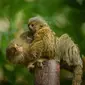 Kebun binatang di Inggris, Chester Zoo, memperkenalkan bayi dari spesies monyet terkecil di dunia dengan berat masing-masing setengah ons (Chester Zoo)