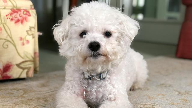 Bichon Frise