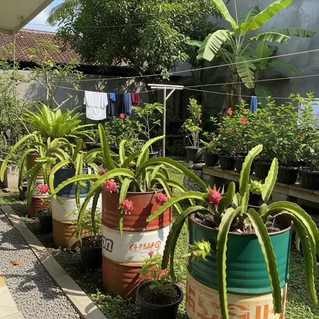 13 Tanaman Buah dalam Tong Bekas yang Berbuah Lebat Bisa Jadi Sumber Penghasilan Tambahan