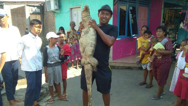Biawak Pemakan Ternak Ditangkap Warga Cirebon