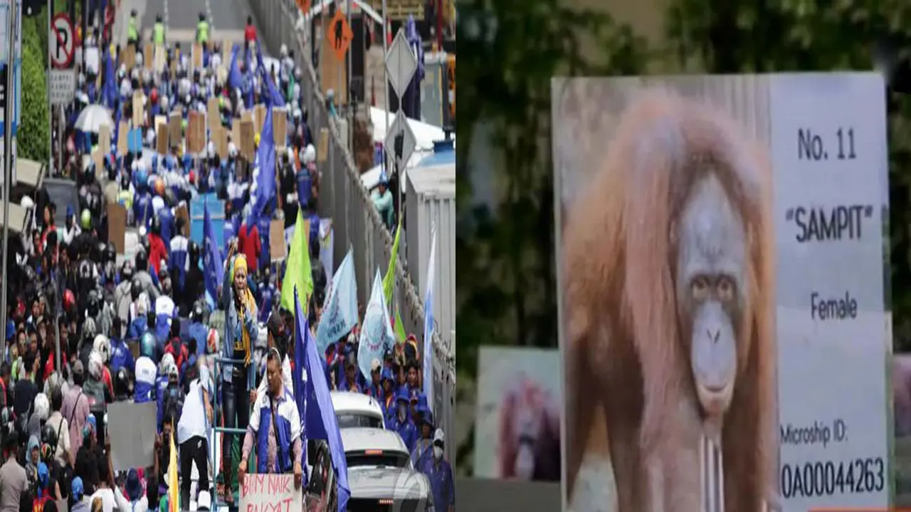 Ratusan Buruh Bentrok hingga 14 Orangutan Kembali ke Tanah Air