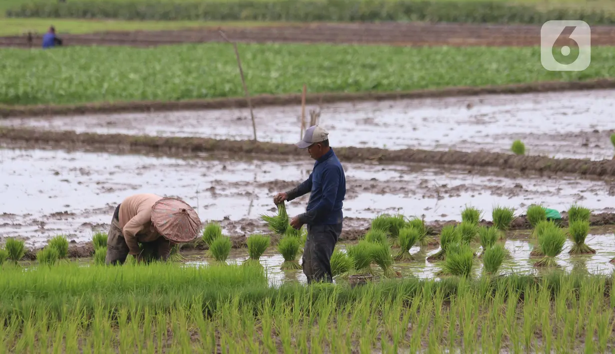 Petani menanam padi di persawahan di kawasan Tangerang, Kamis (3/12/2020). Kementerian Pertanian menargetkan pada musim tanam pertama 2020-2021 penanaman padi mencapai seluas 8,2 juta hektare menghasilkan 20 juta ton beras. (Liputan6.com/Angga Yuniar)