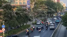 Warna-warni Tabebuya Bermekaran di Jakarta
