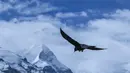 Seekor burung alpine chough (pyrrhocorax graculus) tampak terbang di atas langit Cagar Alam Nasional Gunung Qomolangma, Daerah Otonom Tibet, China barat daya, pada 19 April 2020. (Xinhua/Sun Fei)