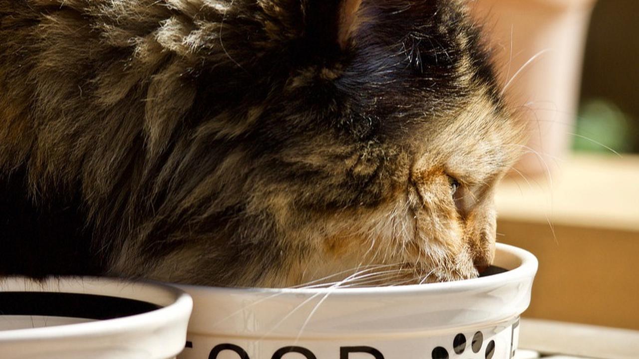 8 Manfaat Madu untuk Kucing, Mengobati Flu hingga Anti Bakteri