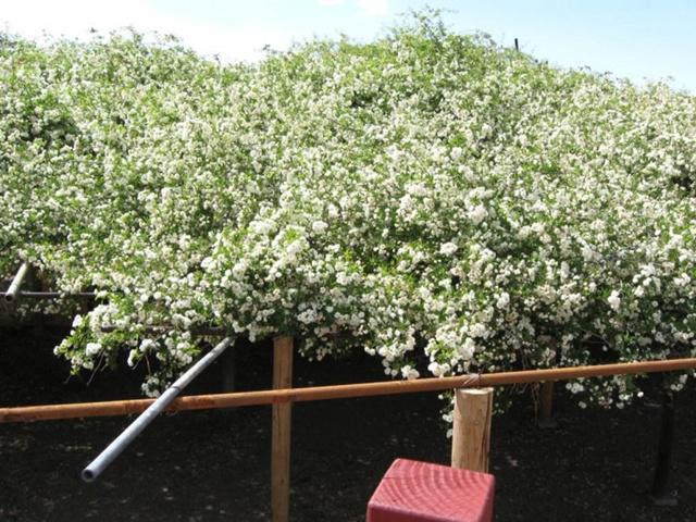 Pohon bunga mawar terbesar di dunia/copyright odditycentral.com