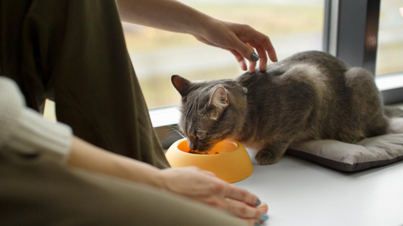 Ilustrasi Memberikan Kucing Makanan