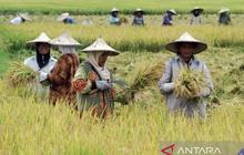 NTP Kaltim Desember 2025 Turun 0,30 Persen, Daya Beli Petani Tertekan