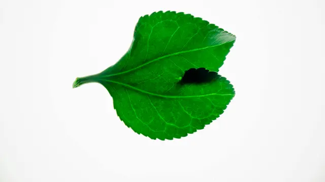5. Daun Mint