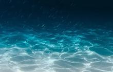 Ikan Langka dan Misterius Ini Tiba-Tiba Terekam Kamera di Perairan Dangkal, Diduga Sebagai Tanda Bahaya